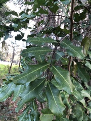 Cupaniopsis anacardioides