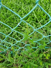 Cleome rutidosperma