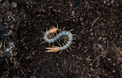 Scolopendridae