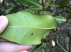 Cupaniopsis anacardioides