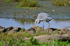 Ardea cinerea
