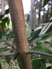 Cupaniopsis anacardioides