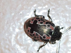 Calligrapha diversa
