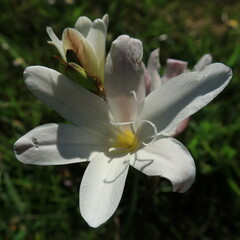 Sparaxis grandiflora