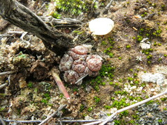 Conophytum minusculum