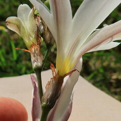 Sparaxis grandiflora