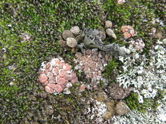 Conophytum minusculum