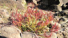 Drosera binata