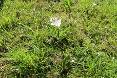 Sparaxis grandiflora