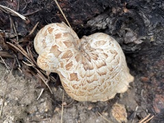 Neolentinus ponderosus