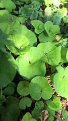 Petasites pyrenaicus