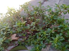 Portulaca oleracea
