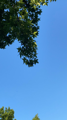 Liquidambar