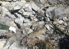 Prionailurus bengalensis