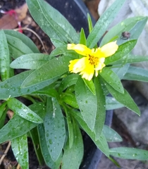 Coreopsis lanceolata