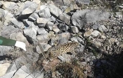 Prionailurus bengalensis