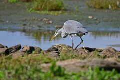Ardea cinerea