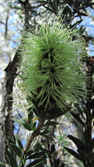 Melaleuca virens
