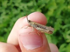 Chorthippus biguttulus