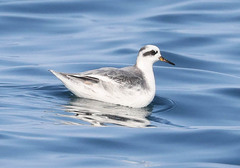 Phalaropus fulicarius