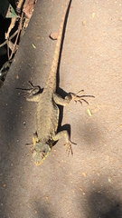 Tropidurus catalanensis