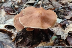Gymnopus fusipes
