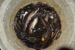 Plotosus lineatus
