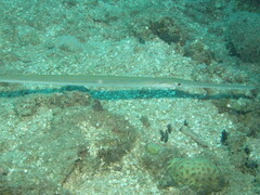 Fistularia commersonii