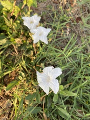 Ruellia metziae