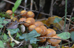 Kuehneromyces mutabilis
