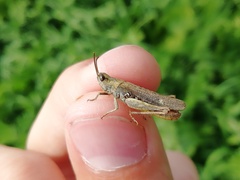 Chorthippus biguttulus