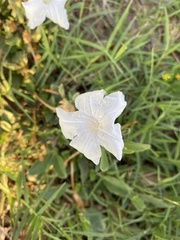 Ruellia metziae