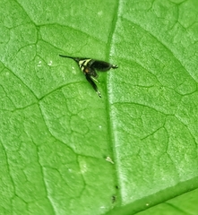 Adelidae