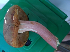 Boletus separans