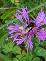 Bombus soroeensis