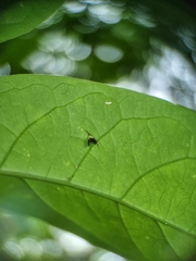 Adelidae