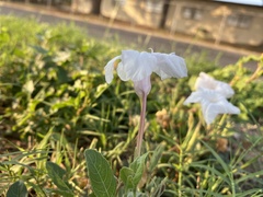 Ruellia metziae
