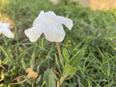 Ruellia metziae
