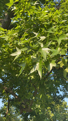 Liquidambar