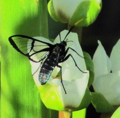 Nyridela acroxantha