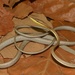 Thornscrub Vine Snake - Photo (c) molossus, some rights reserved (CC BY-NC), uploaded by molossus