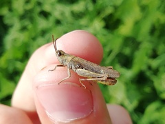 Chorthippus biguttulus