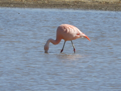 Phoenicopterus chilensis