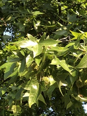 Liquidambar