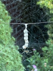 Mecynogea lemniscata