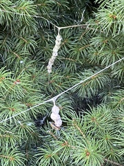 Mecynogea lemniscata