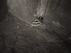 Grammodes geometrica