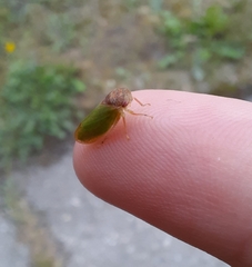 Iassus lanio