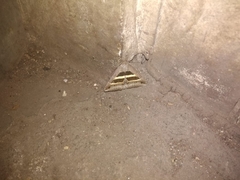 Grammodes geometrica