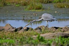 Ardea cinerea